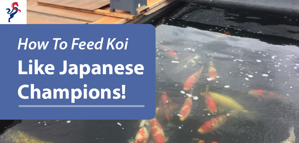 Cách nuôi cá Koi của bạn giống như những nhà vô địch Nhật Bản!