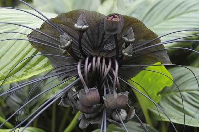 Hoa dơi đen (Tacca Chantrierido)