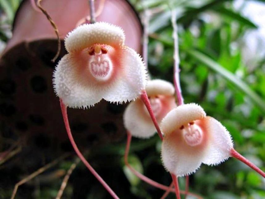Hoa lan mặt khỉ (Orchis simian)