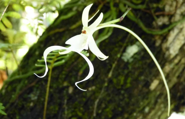 Hoa lan ma (Denhylax lindenii)