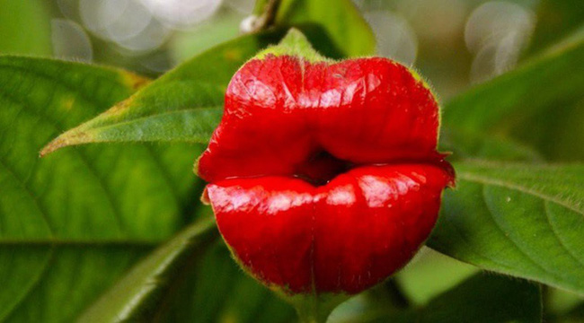 Hoa hình đôi môi khêu gợi (Psychotria elat)