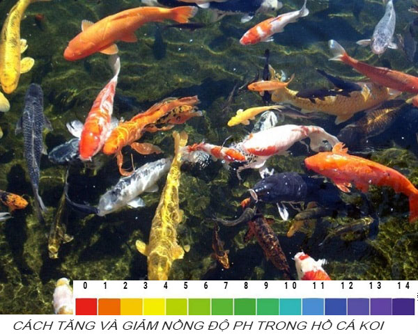 Cách tăng và giảm nồng độ pH trong hồ cá koi